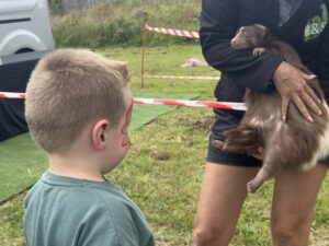 child looking at a skunk