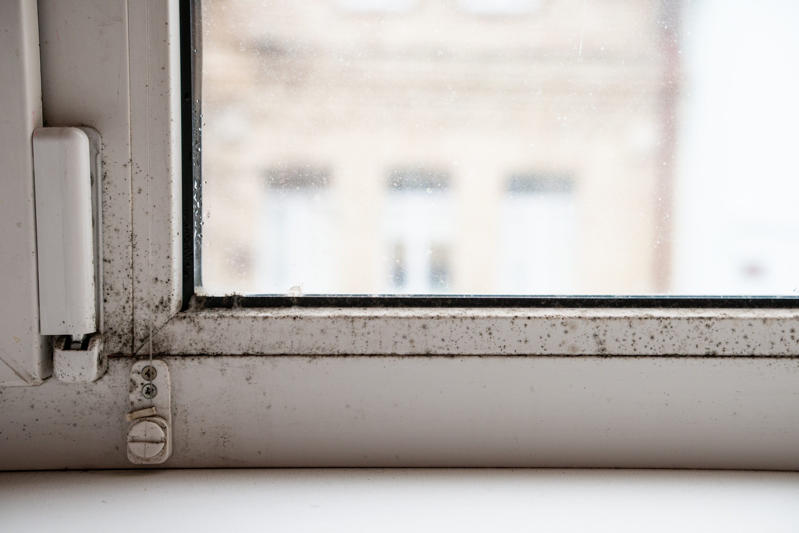 How we tackle damp and deal with black mould
