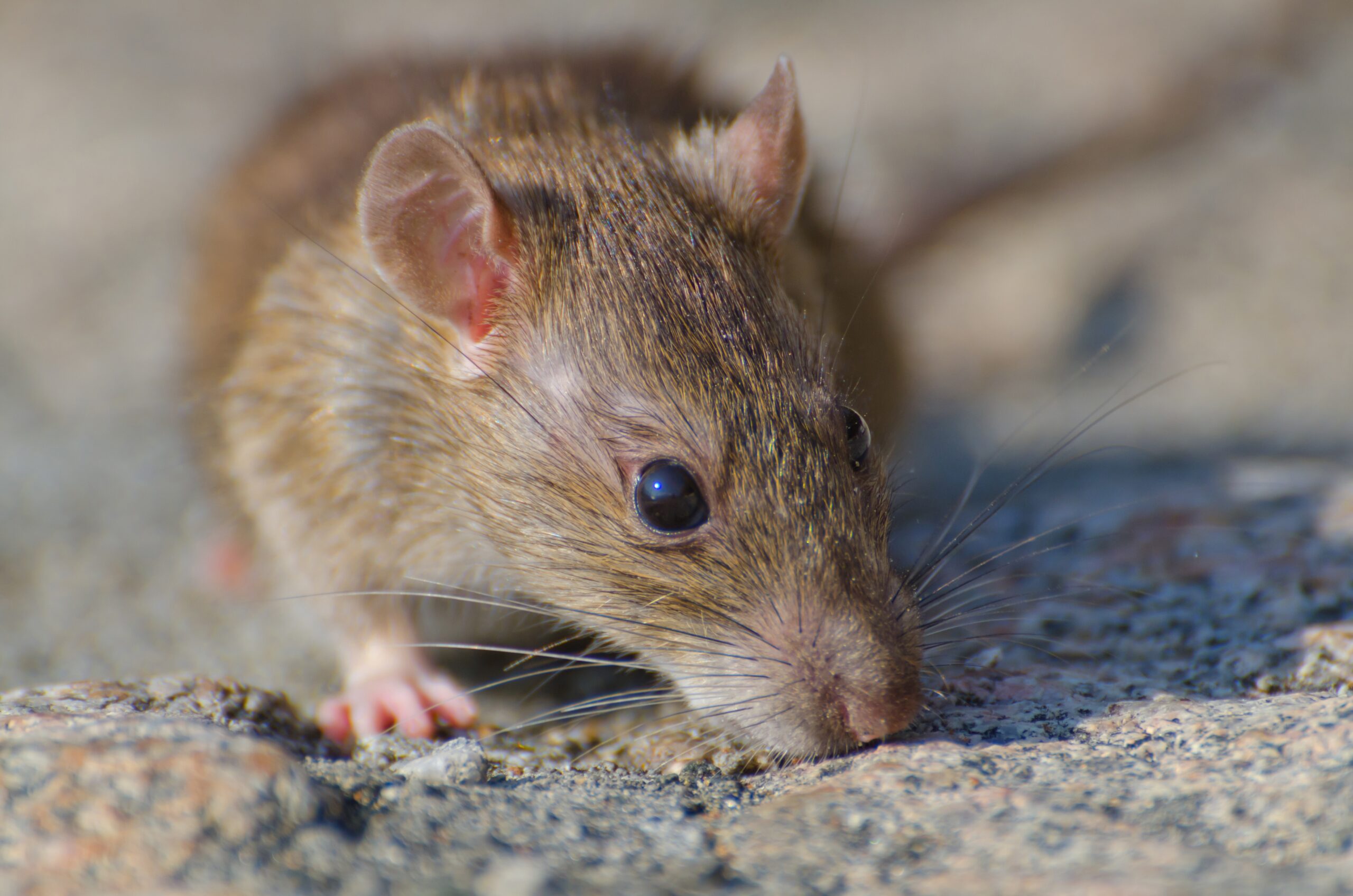Free Pest Control Service To Combat Domestic Rat Infestations. image