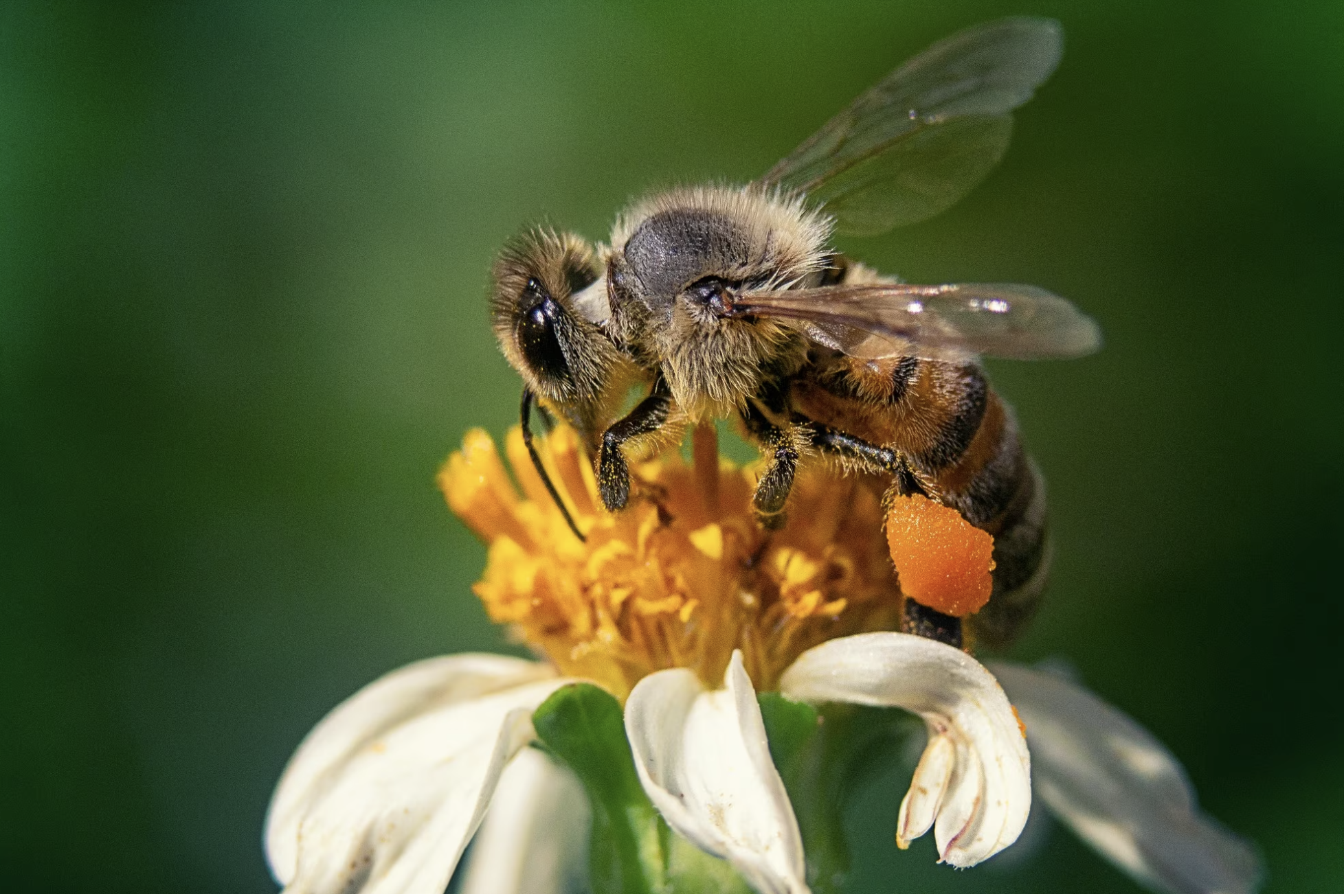 🐝 Buzzing with Pride: Tai Calon&#8217;s Bee Friendly Award Success! 🐝 image