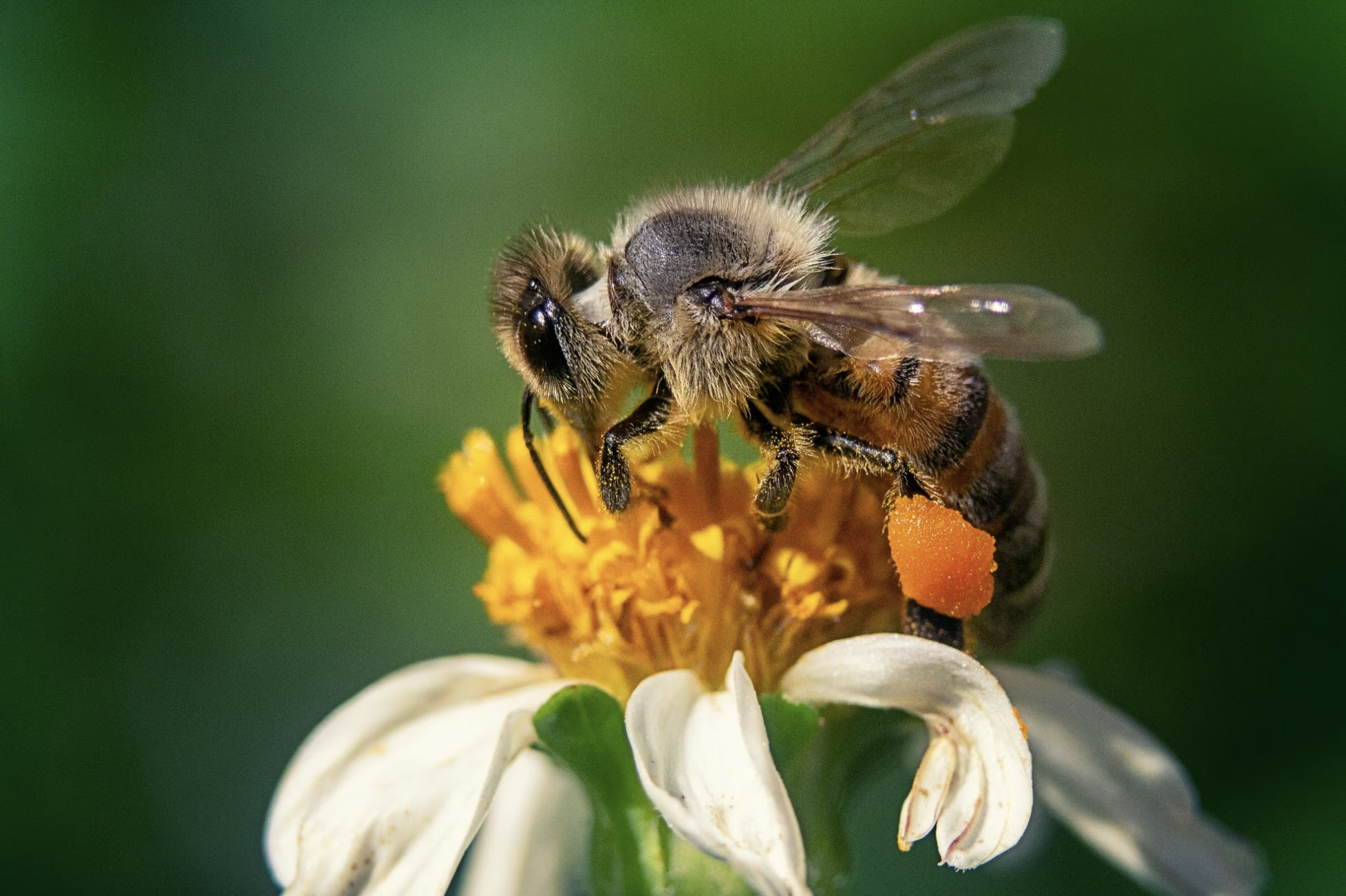 🐝 Buzzing with Pride: Tai Calon&#8217;s Bee Friendly Award Success! 🐝